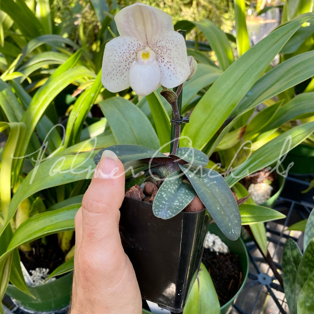 8EA2BE23-1CE9-4698-BEE5-CE6AC5F9371F