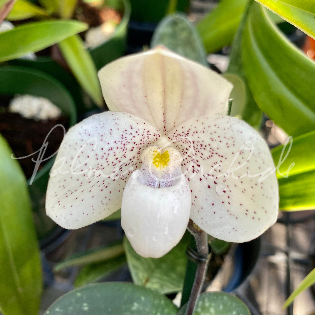 C99350BD-3918-42EC-B10F-F016335C432A