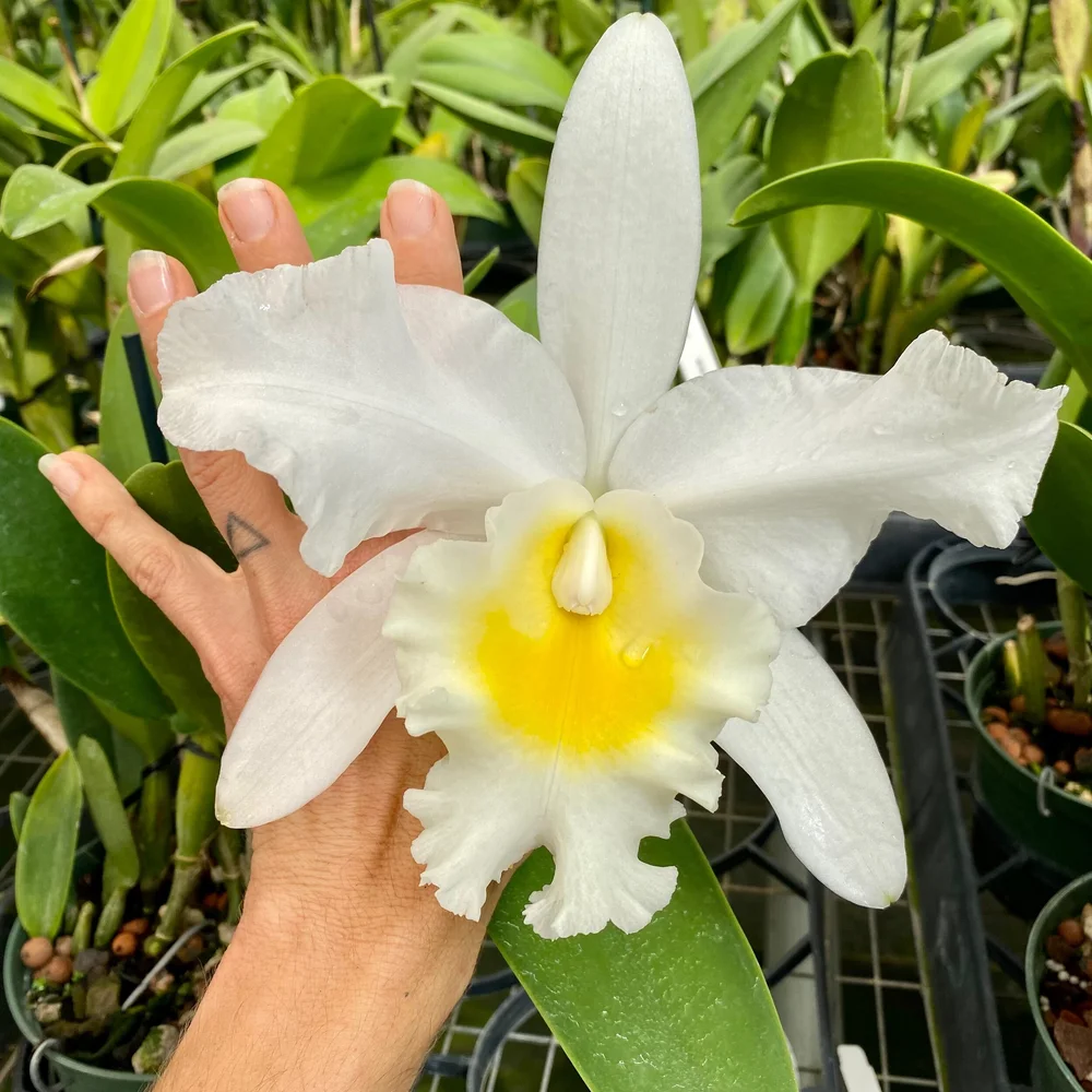 Ctt. Hawaii Island Bride (White Form) — Palmer Orchids