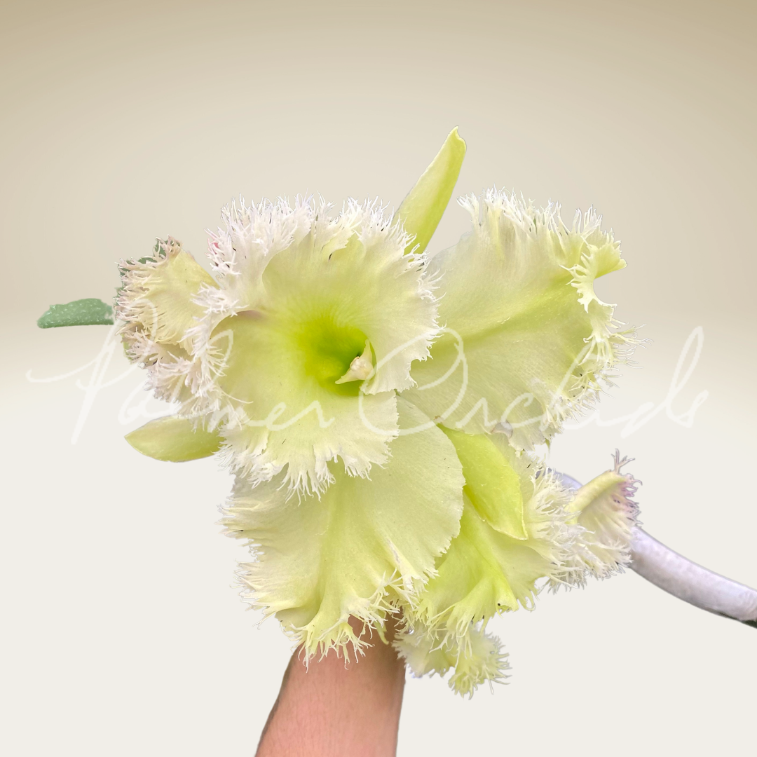 A399FFCE-3BF5-46EA-A2F4-61E6CC233689