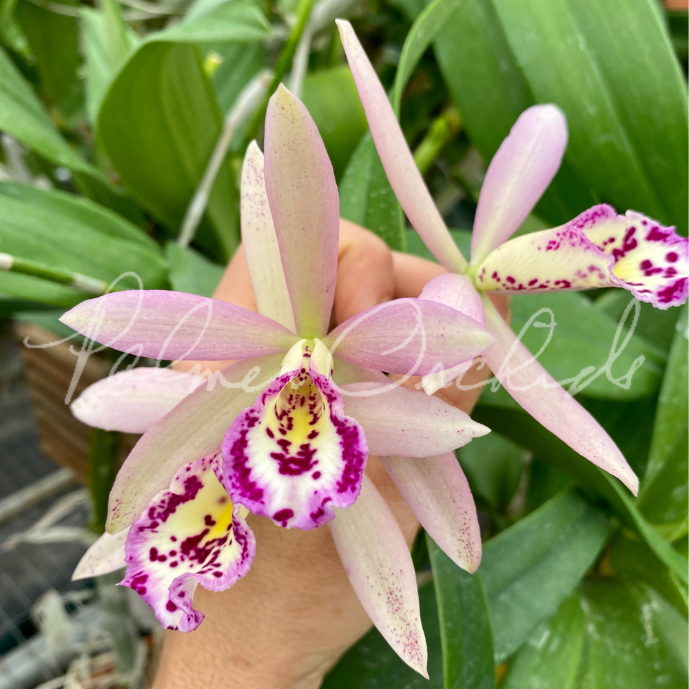 C. Small World x Bc. Richard Mueller — Palmer Orchids