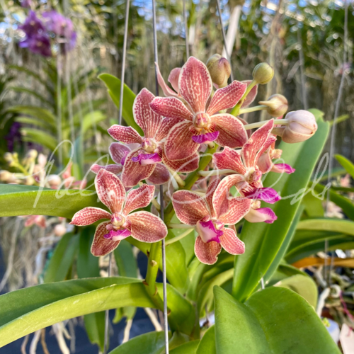 Vanda — Palmer Orchids