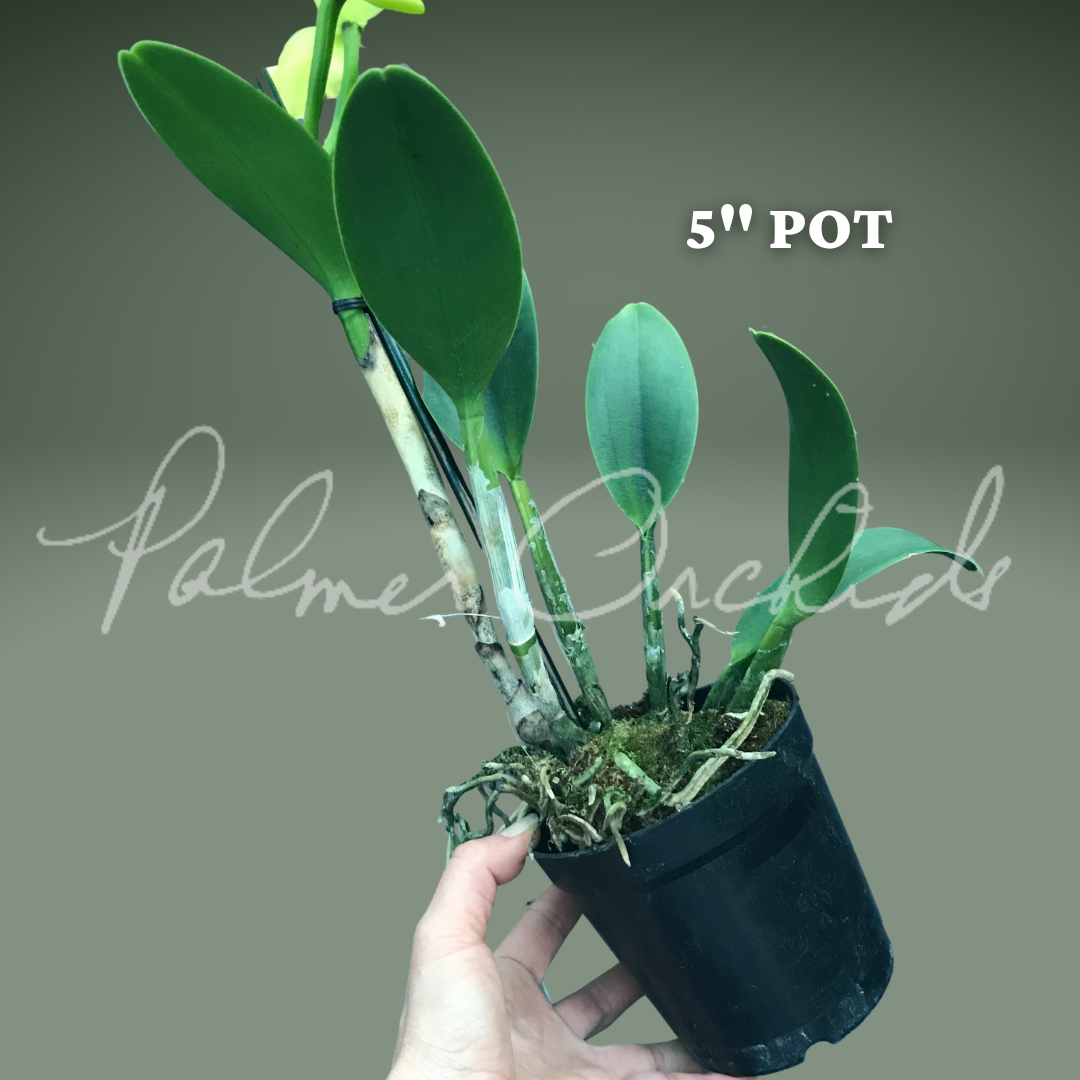 Rlc Prada Green - Palmer Orchids