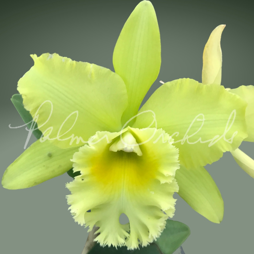 Rlc Prada Green - Palmer Orchids