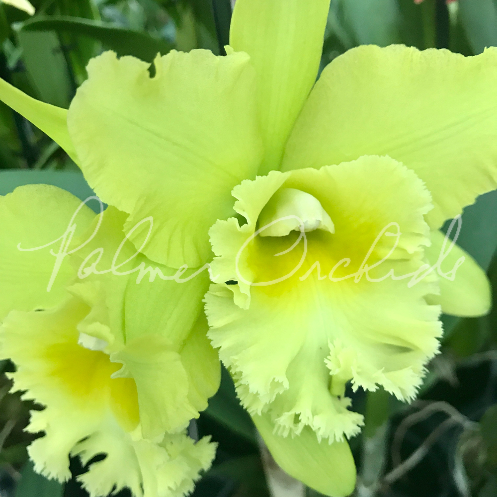 Rlc. Prada Green Deluxe — Palmer Orchids