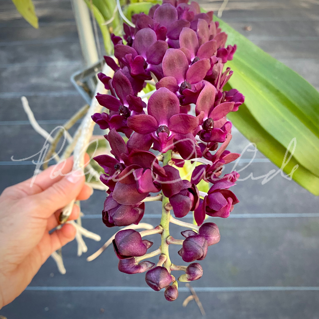Rhynchostylis gigantea (red)