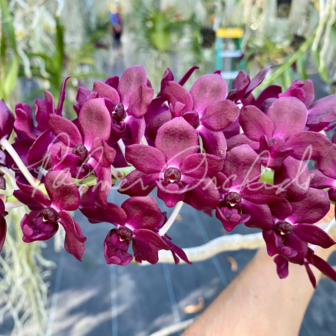 Rhy gigantea red - Palmer Orchids