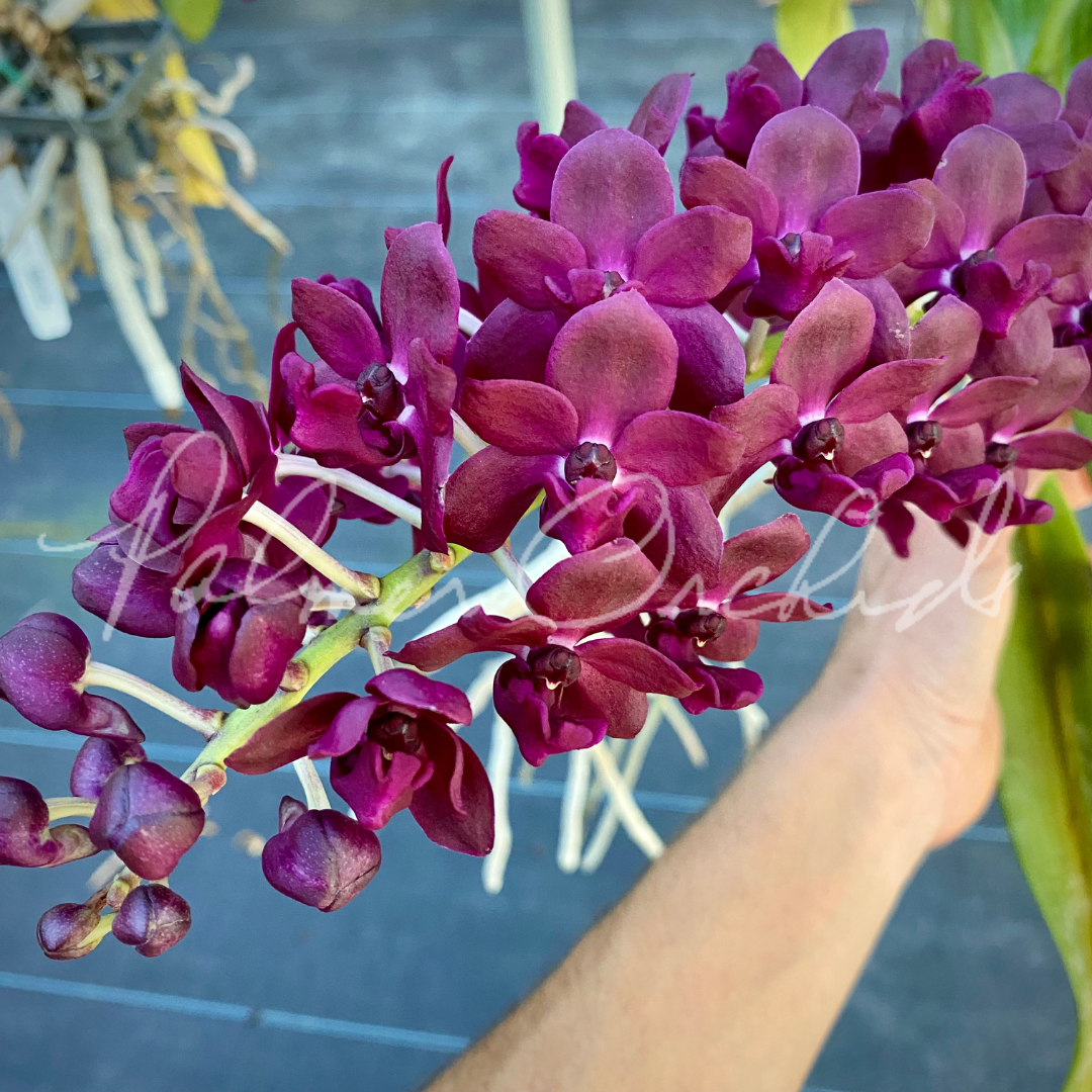 Rhy gigantea red - Palmer Orchids