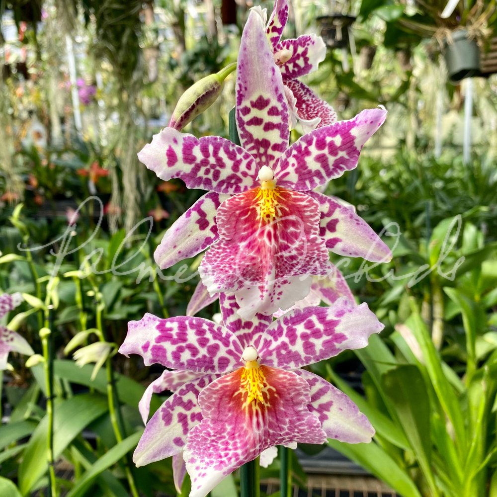 Bllra. Big Shot 'Pink Panther' — Palmer Orchids