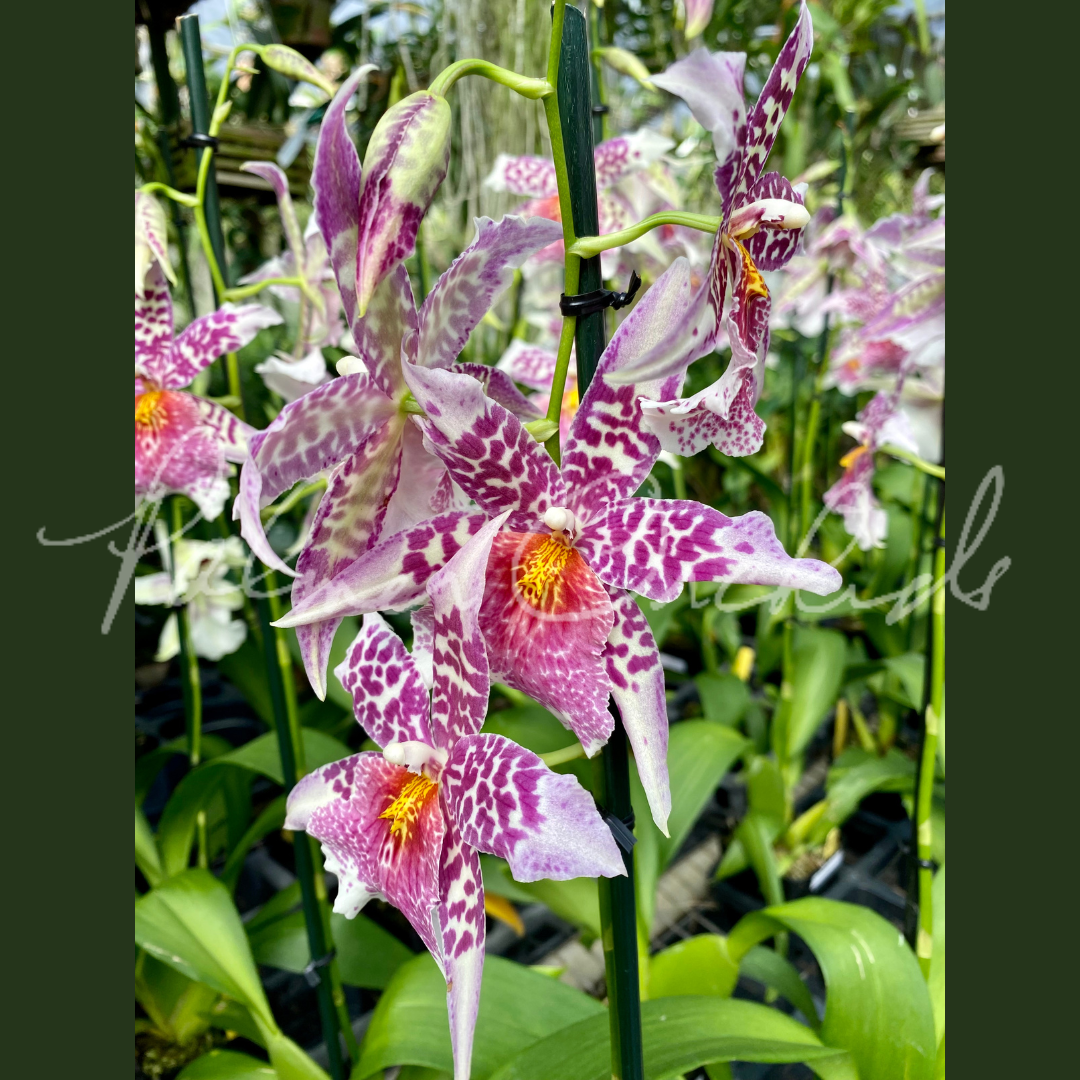 Bllra. Big Shot 'Pink Panther'