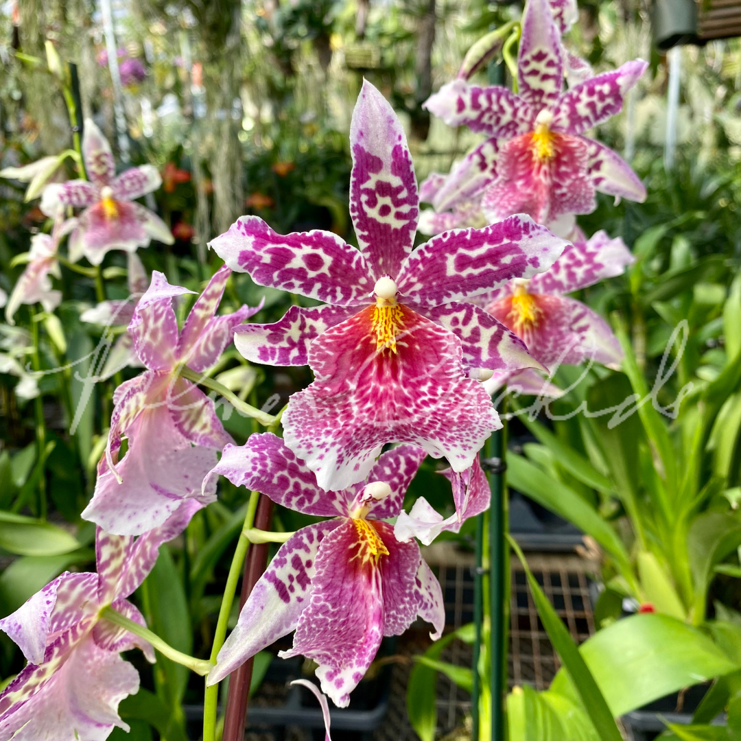 Bllra. Big Shot 'Pink Panther'