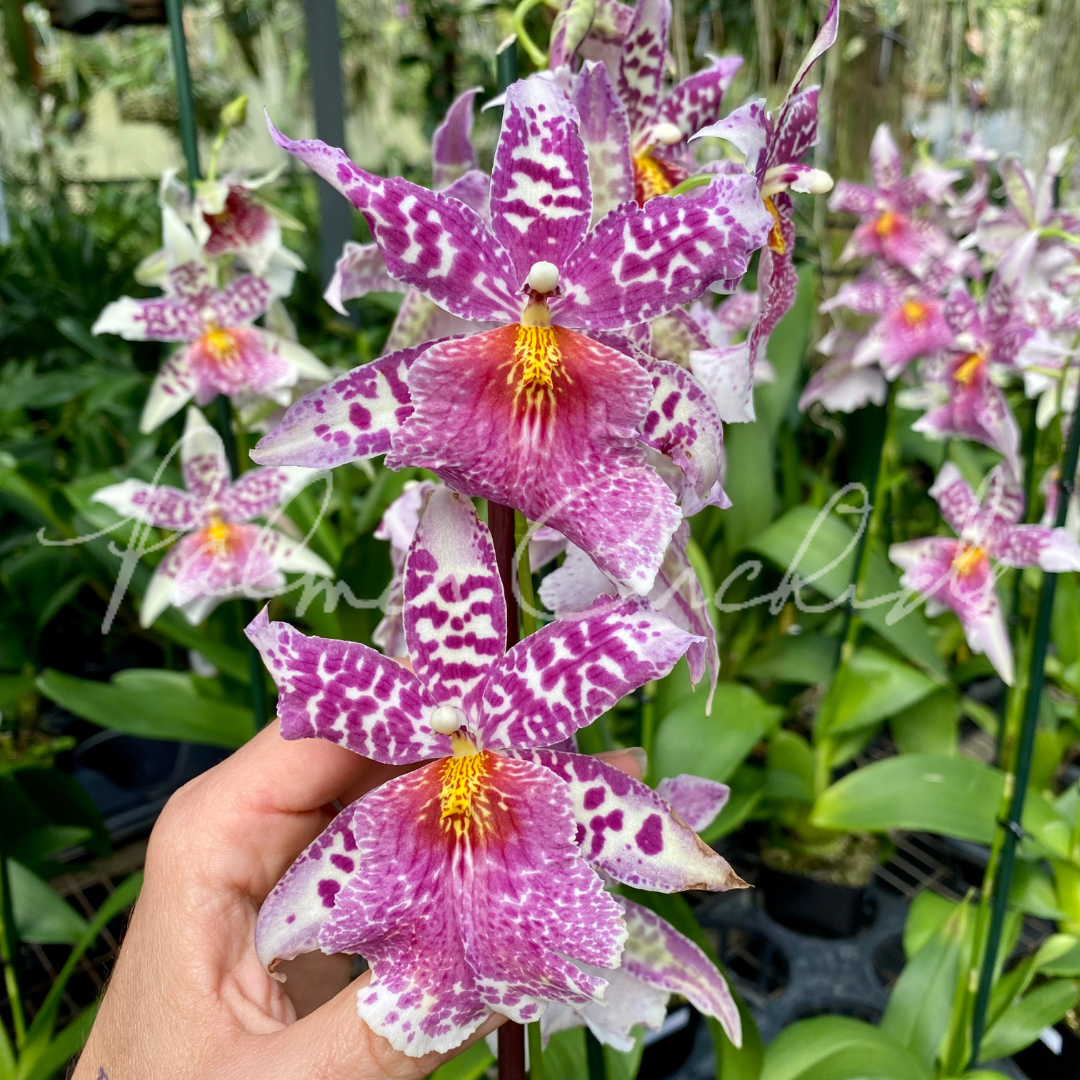 Bllra. Big Shot 'Pink Panther'