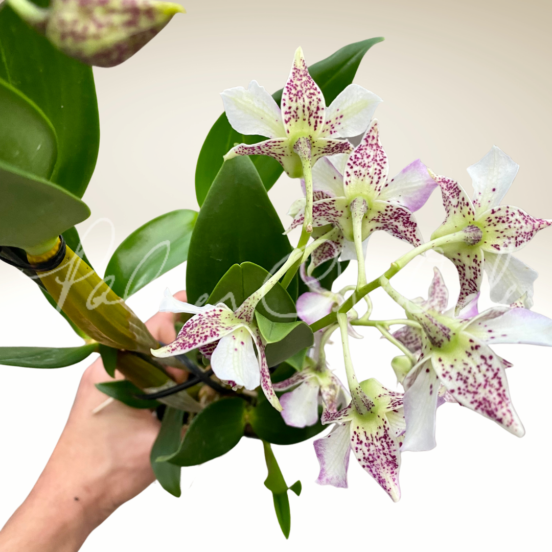 69E2856E-0B31-40E2-805F-6343B5A71098