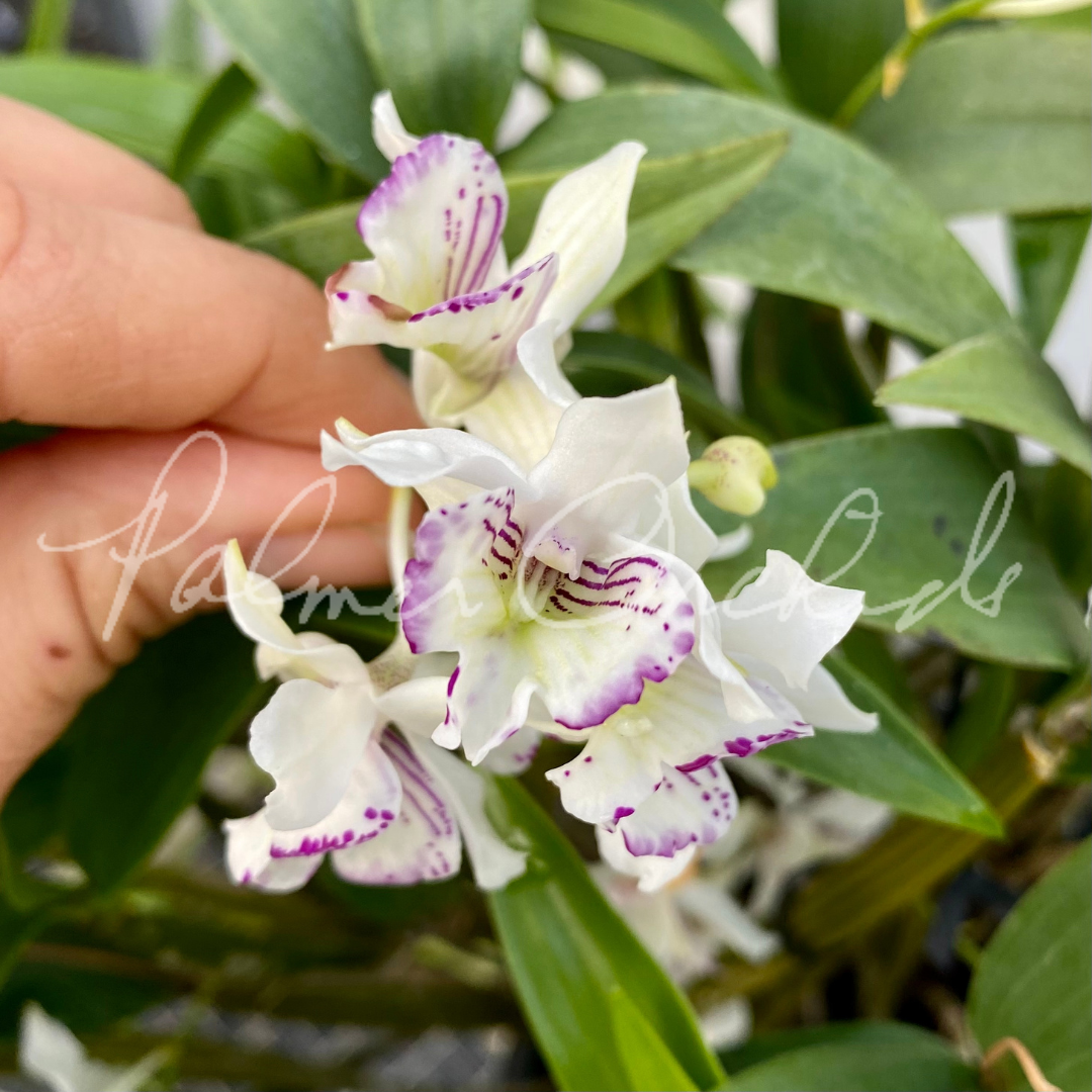 Den. Aussie's Chip-aberrans x rhodostictum