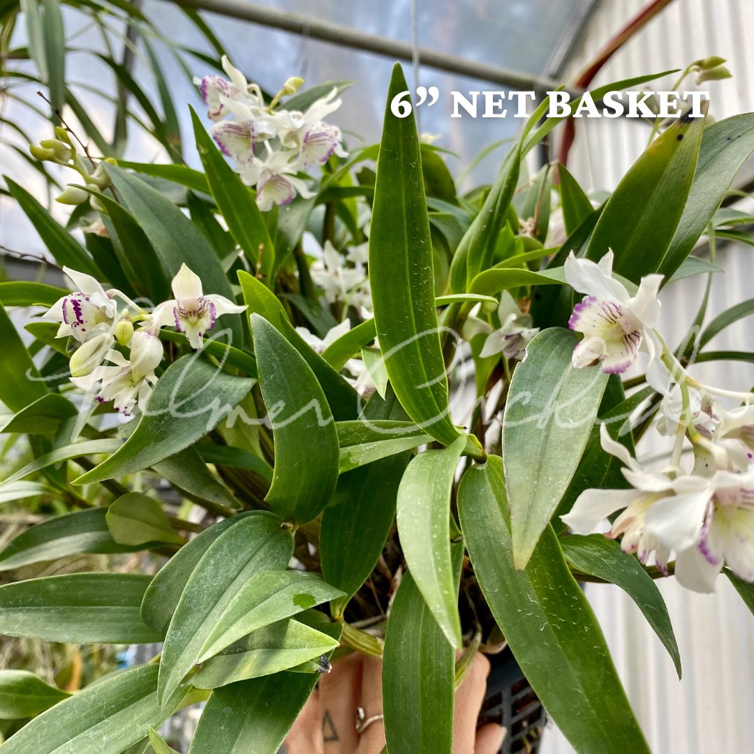 A85B1221-CA4E-47FE-92E0-2D51ED812E6E