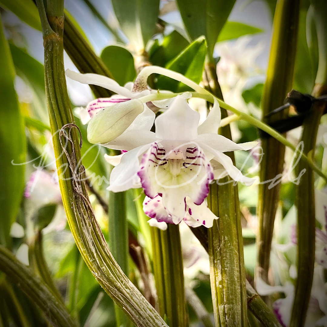 9F24251F-CD4F-4BBA-AC32-96BA1D54E2B1