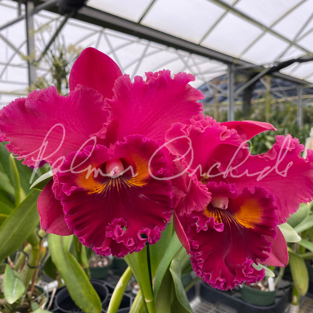 【lcrasher様用】RED SUN RISING / Polyes Rlc. Subprasert — Palmer Orchids