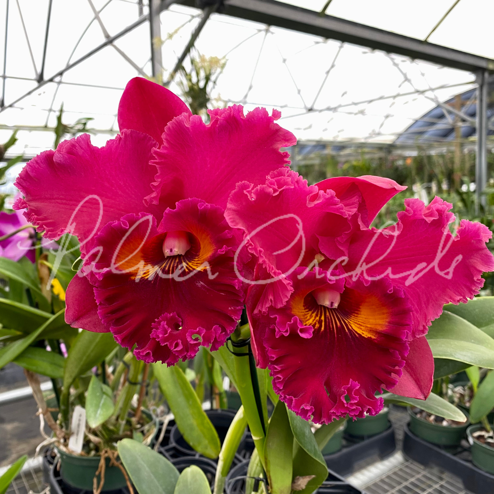Rlc. Subprasert — Palmer Orchids