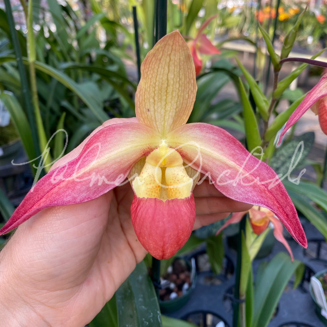 60BBA6A0-4043-4385-AF48-2B2C957DC5C5