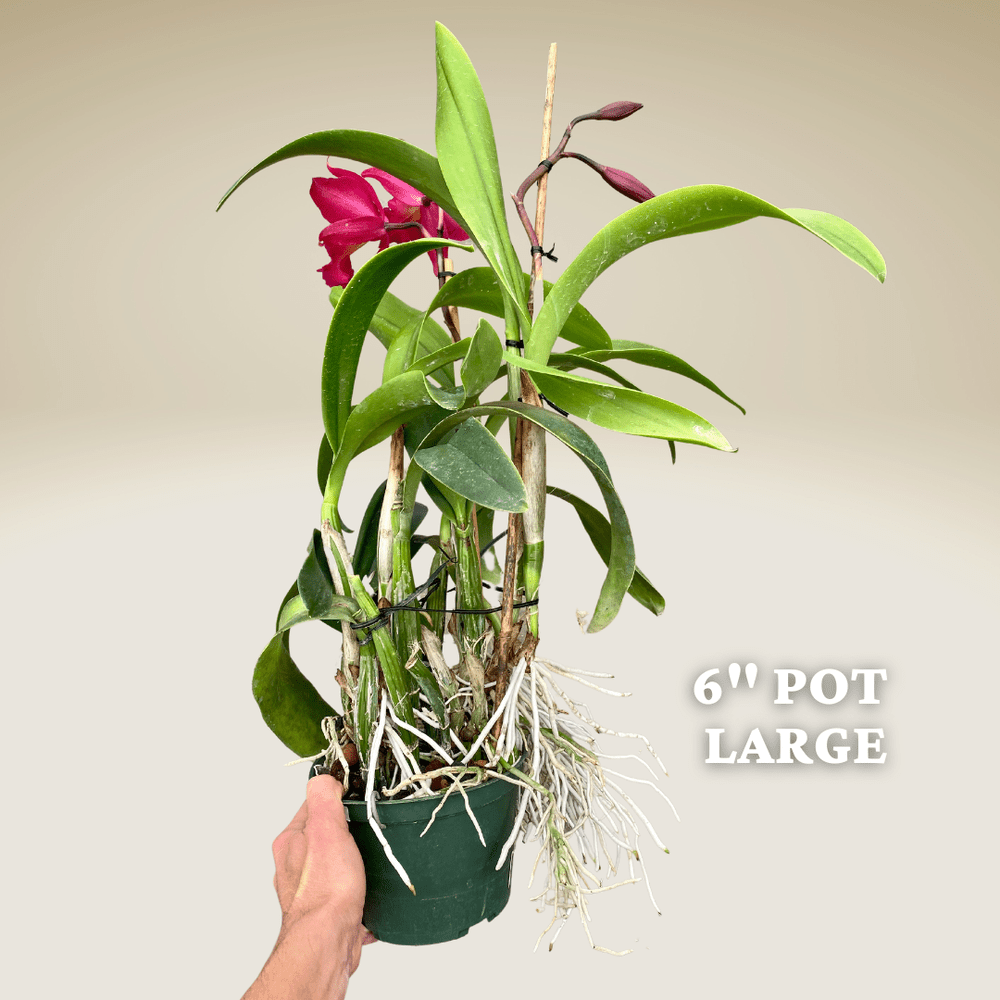 bug spray for plants PESKY Bug Away Indoor / Outdoor Spray