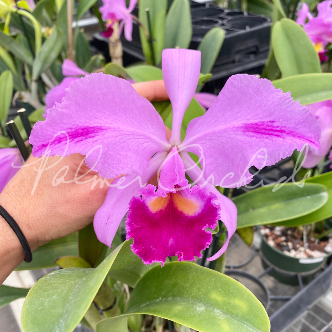 DF5F217B-2BC6-4FA8-AE20-8FECE0182B0D