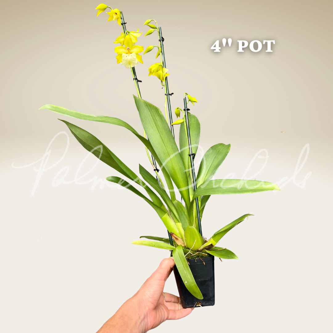 Oip Celtic Sun Palmer Orchids