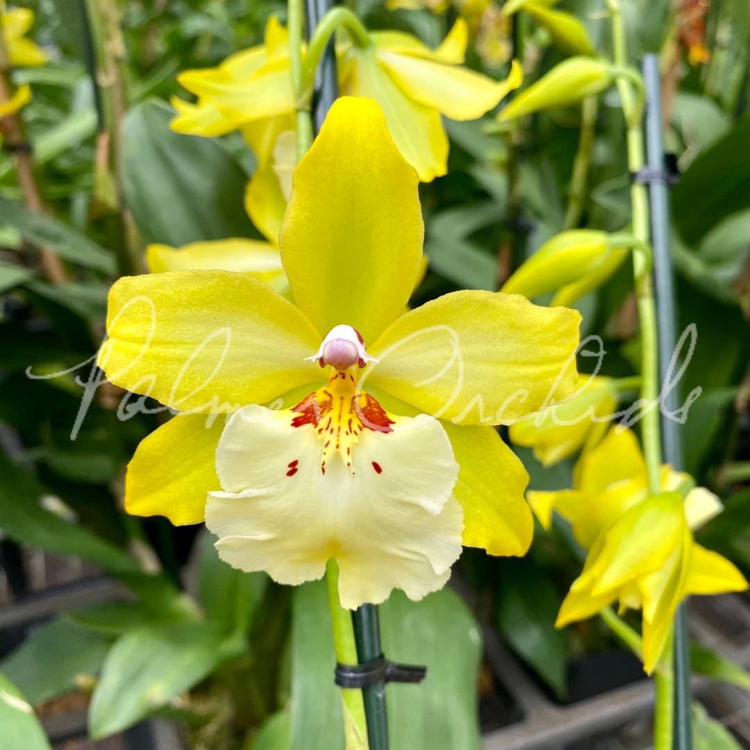 Bllra. Big Shot 'Hilo Sparkle' — Palmer Orchids