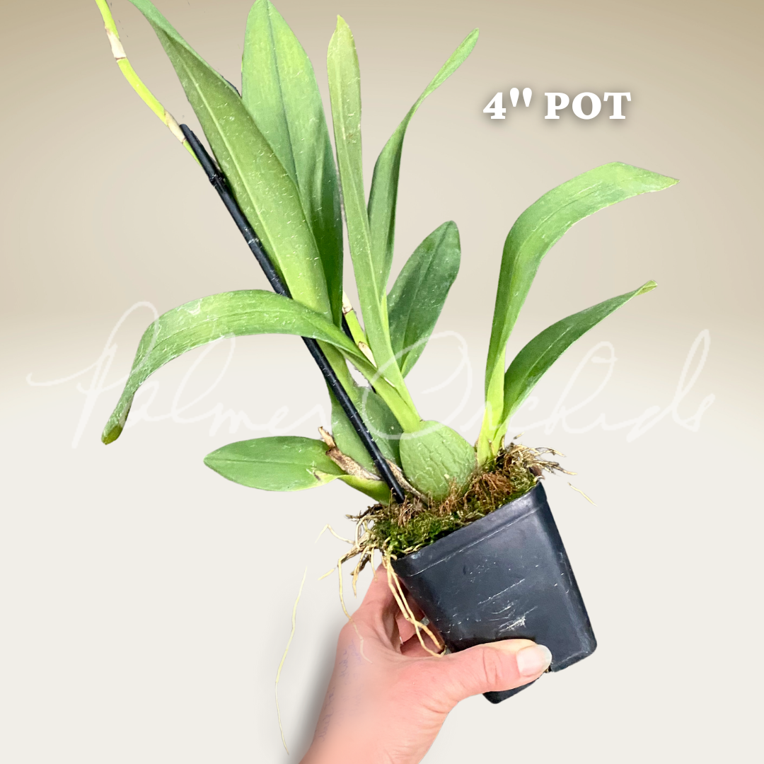 518AC85C-B37E-416F-869A-18001FC4D901