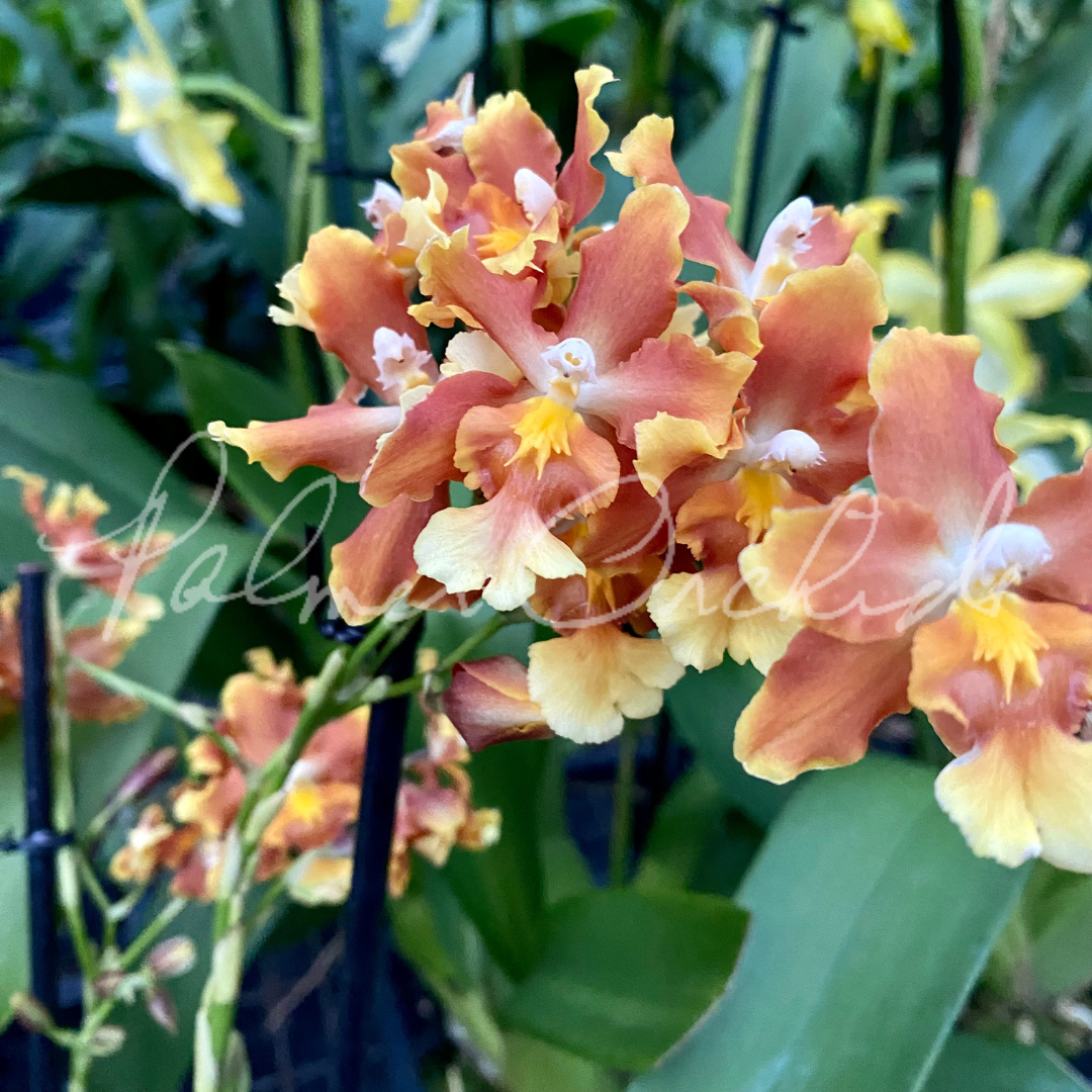 2C2AD520-0C32-4AAE-A14C-3EFF93898EA7