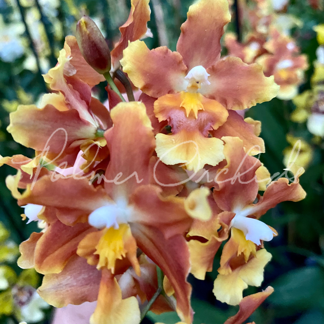 F3F11B26-B95A-4E0A-B31B-1070D071056A