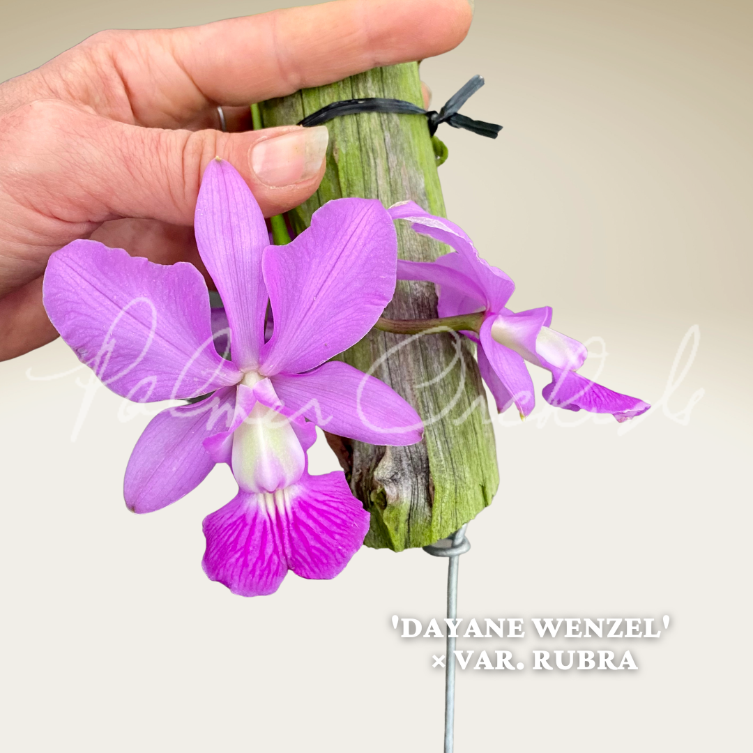 C57D9626-477E-4328-A27A-7C43DF19DD03