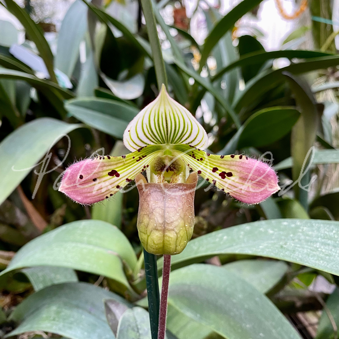 9E46670A-4B66-4056-AED1-B8B59C2FD897