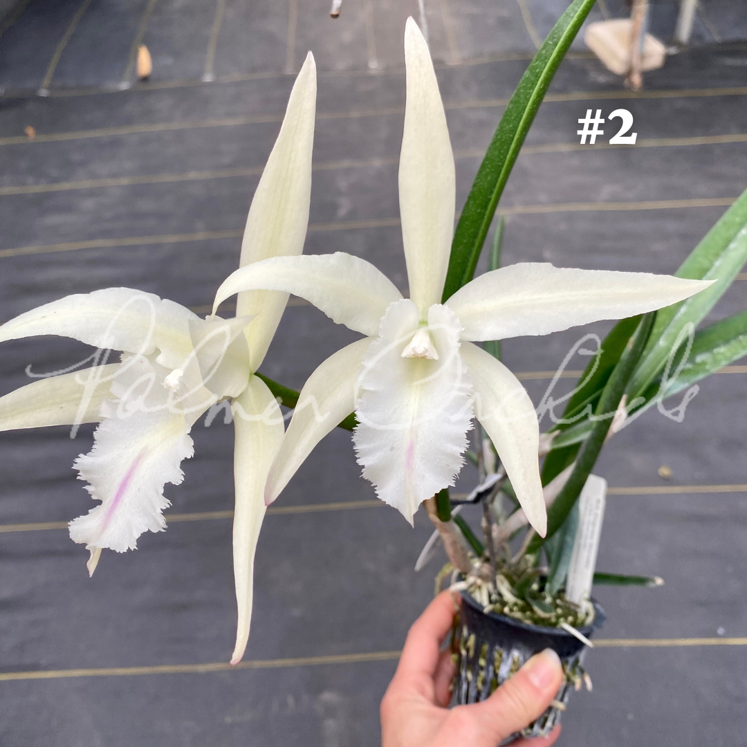 318F58AE-9DA5-4DCB-80C4-B852916B5957