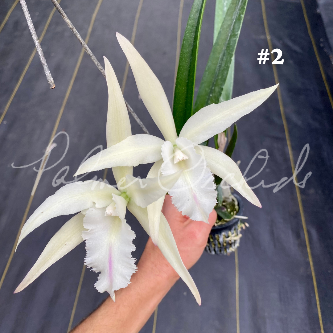 Brassavola cucullata x Bct. Empress Worsley