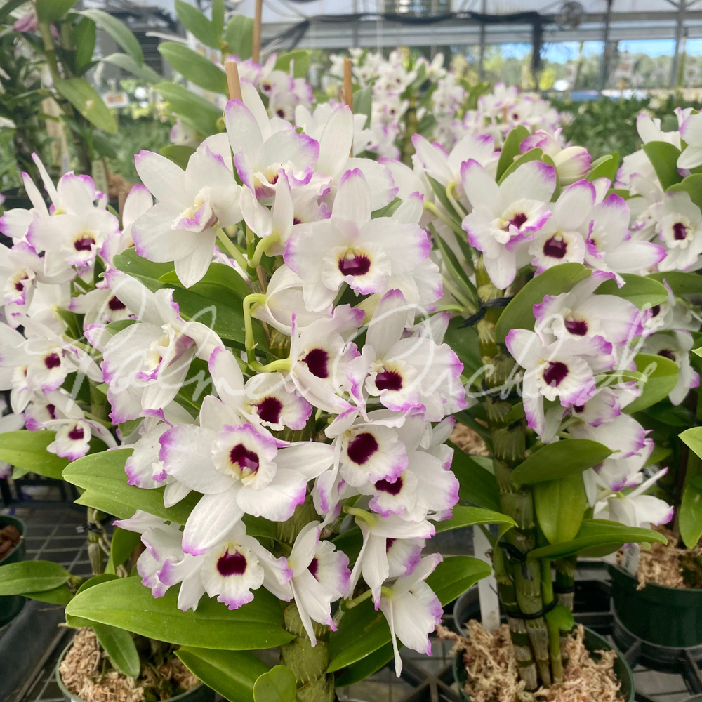 Den. Love Memory 'Fizz' — Palmer Orchids