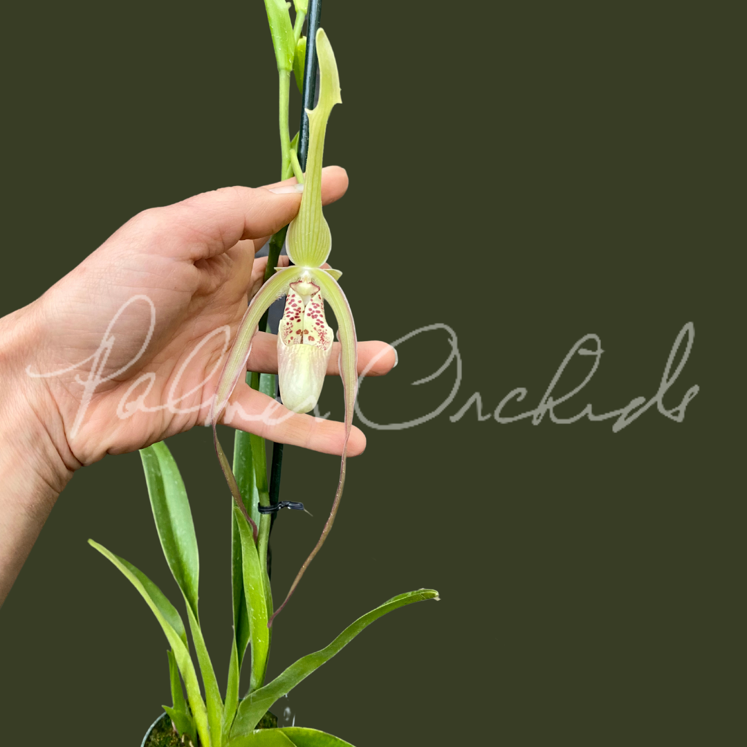 Phrag. QF Memoria Ann Scheeren