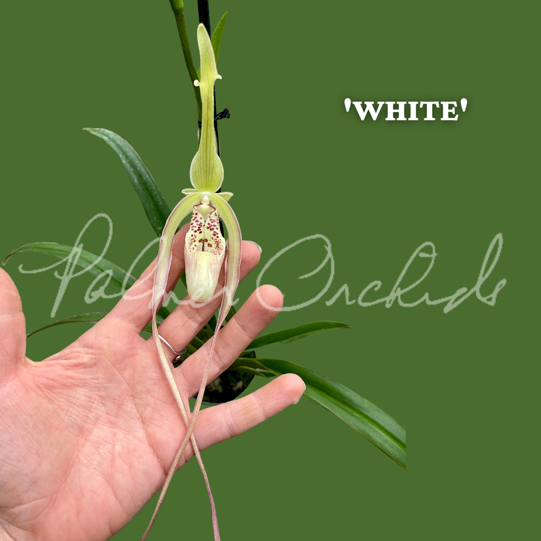 11EB07D2-9695-445A-ACBA-C085A2BEC5FE