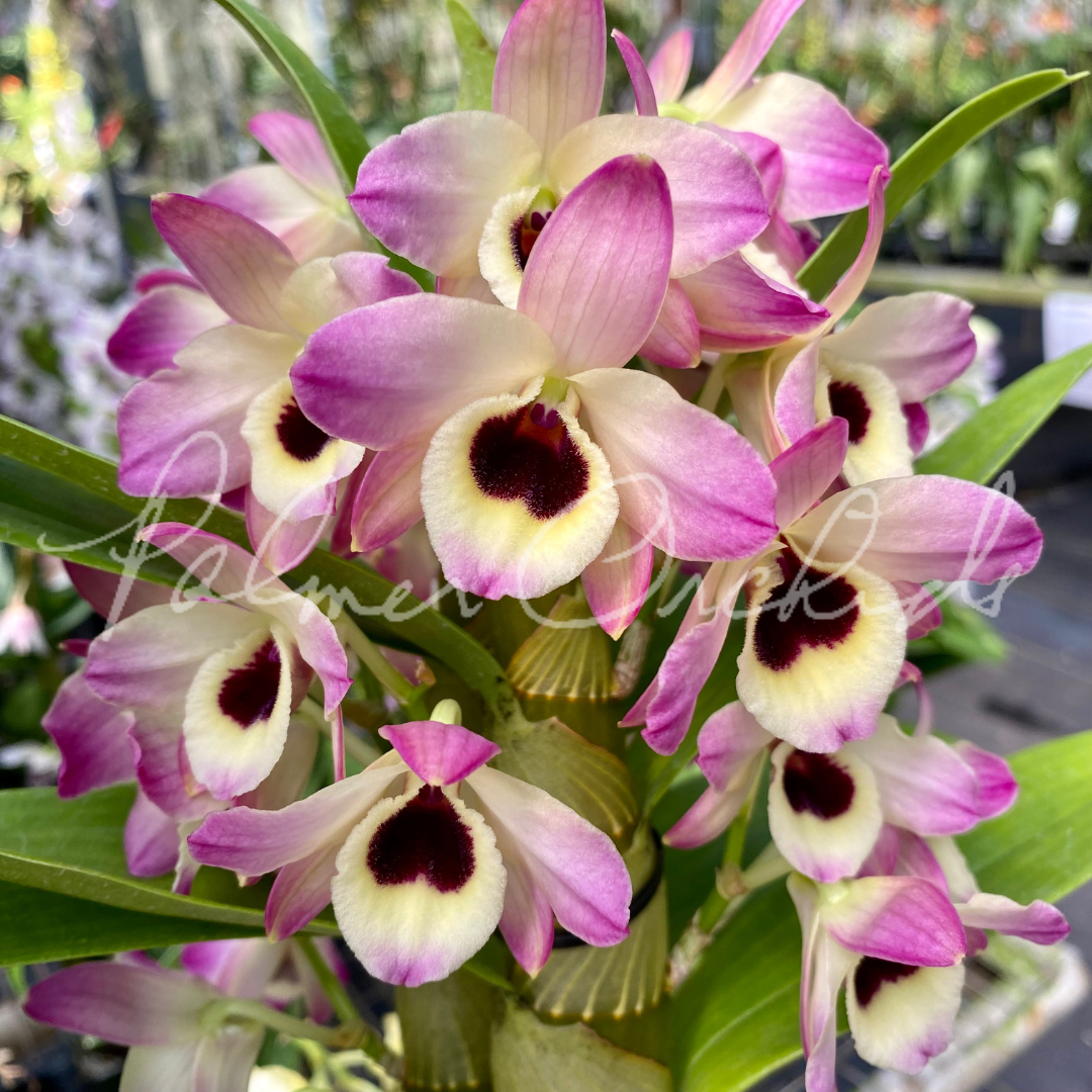 Den. Oriental Smile &lsquo;Butterfly&rsquo; — Palmer Orchids