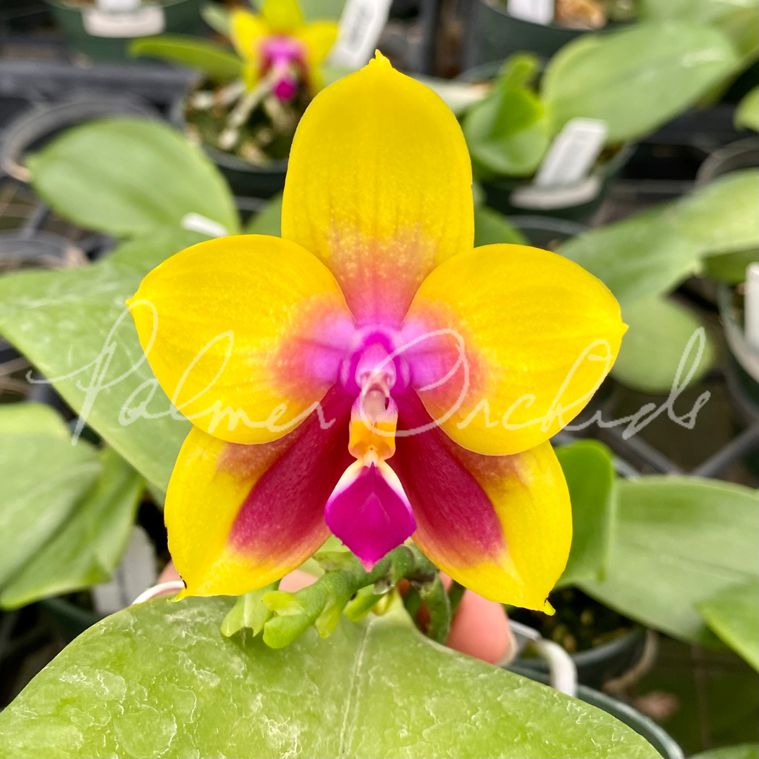 Phal. KS Passion Queen