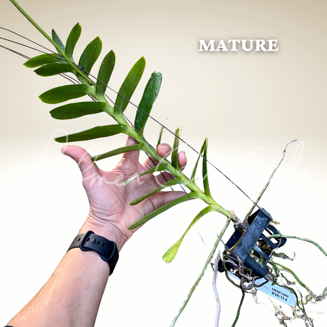 C20A01DE-8724-44FC-BBD9-ACEAC64F0A09