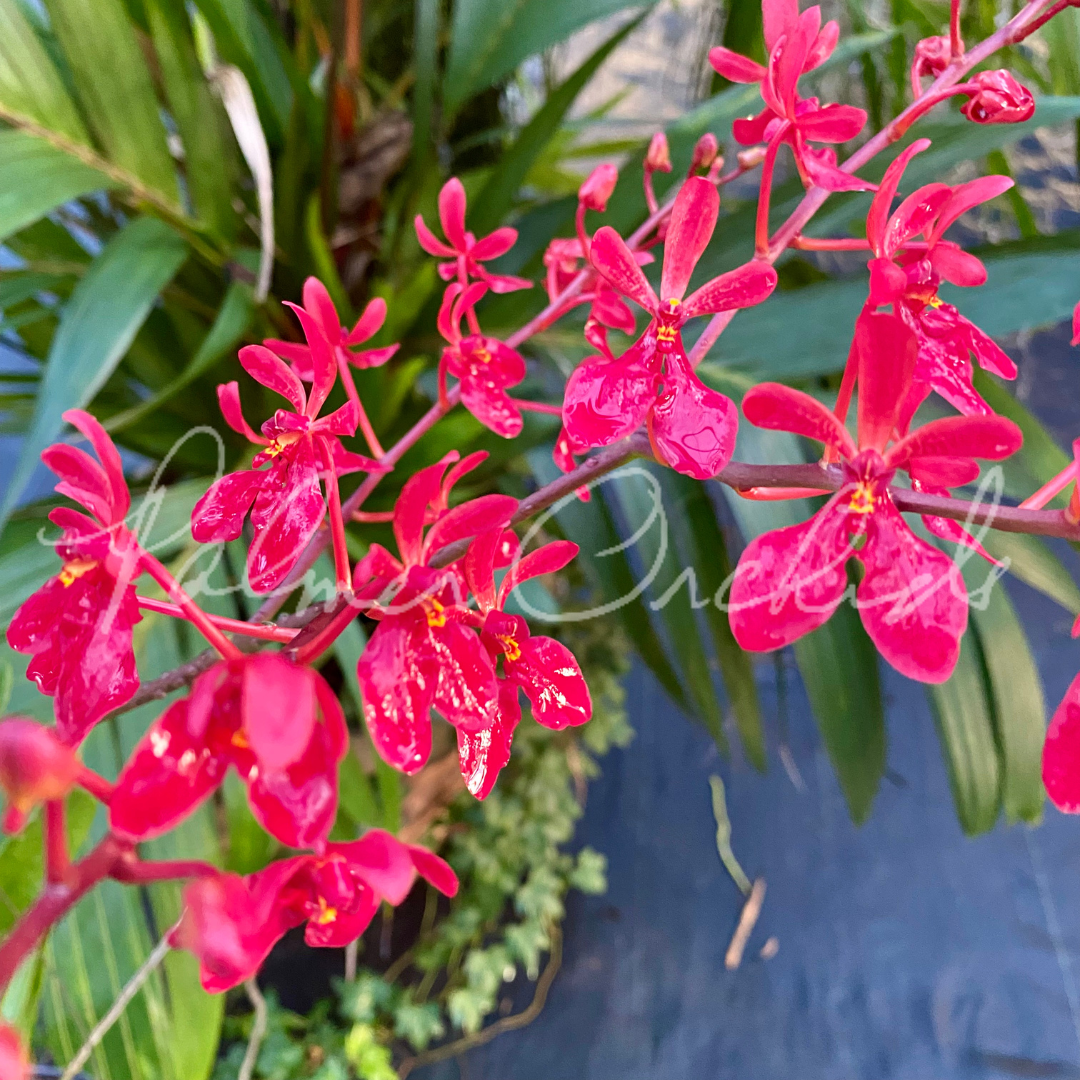 Ren. Kalsom 'Red Dragon'