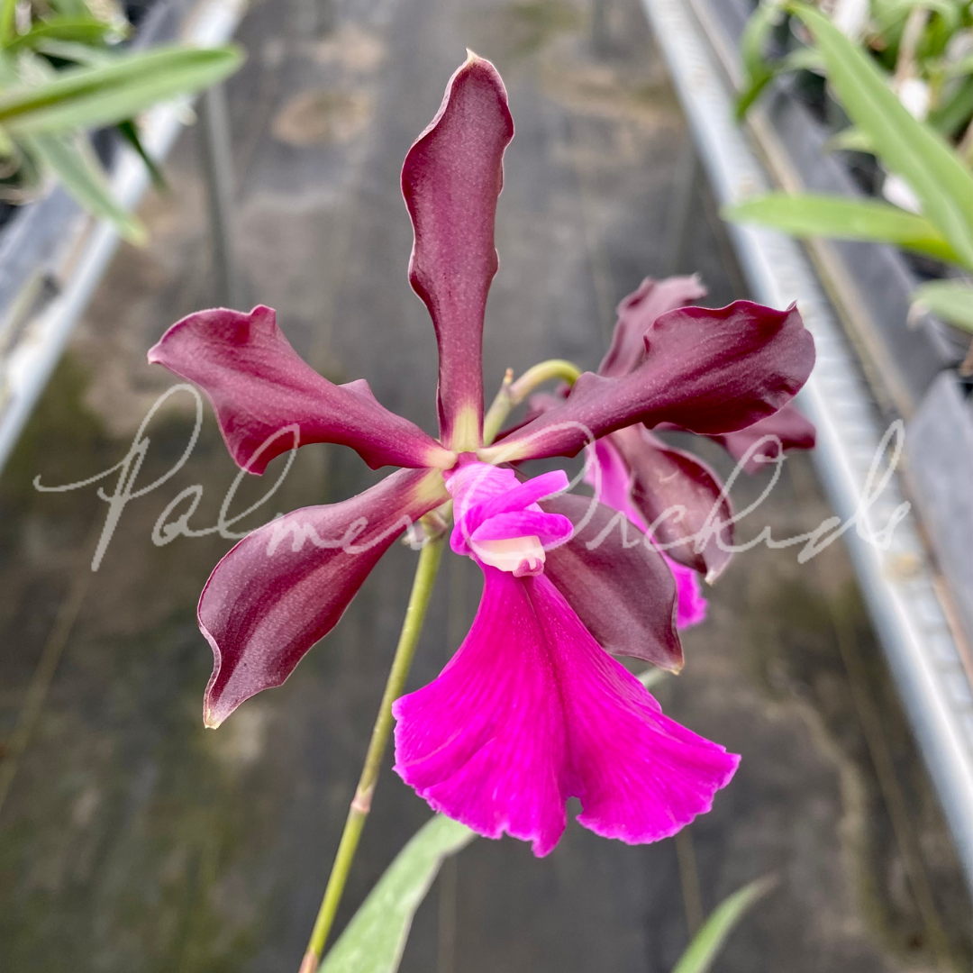 Cty. Green Dragon (Cattleya schilleriana x Encyclia cordigera rosea) - Palmer Orchids