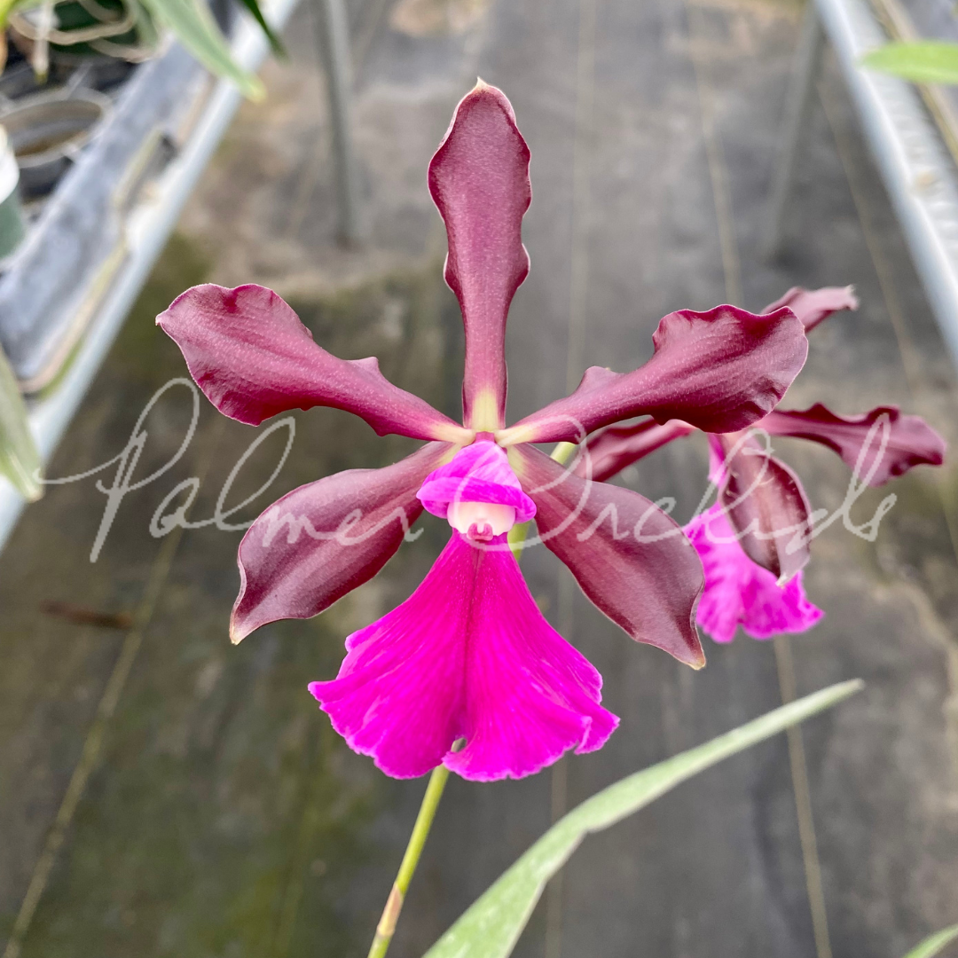 Cty. Green Dragon (Cattleya schilleriana x Encyclia cordigera rosea) - Palmer Orchids