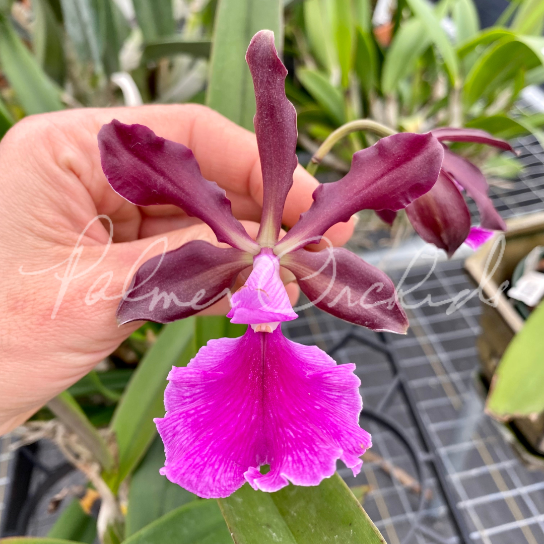 Cty. Green Dragon (Cattleya schilleriana x Encyclia cordigera rosea) - Palmer Orchids