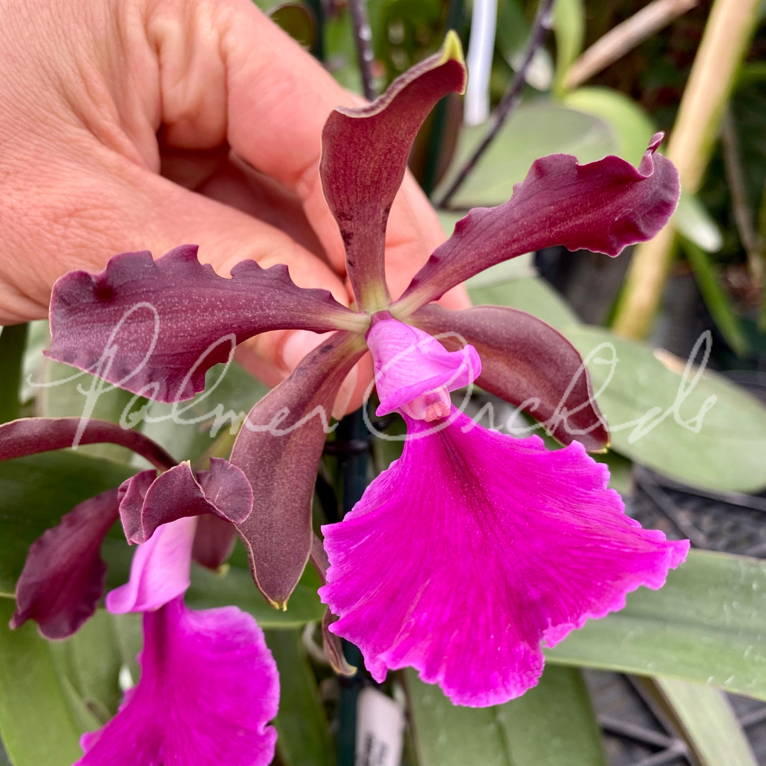 Cty. Green Dragon (Cattleya schilleriana x Encyclia cordigera rosea) - Palmer Orchids
