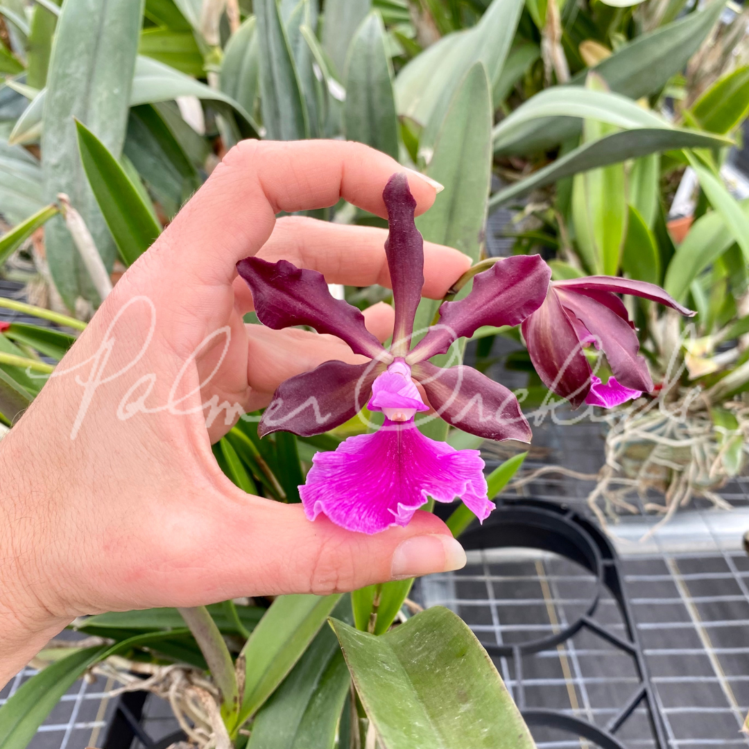 Cty. Green Dragon (Cattleya schilleriana x Encyclia cordigera rosea) - Palmer Orchids