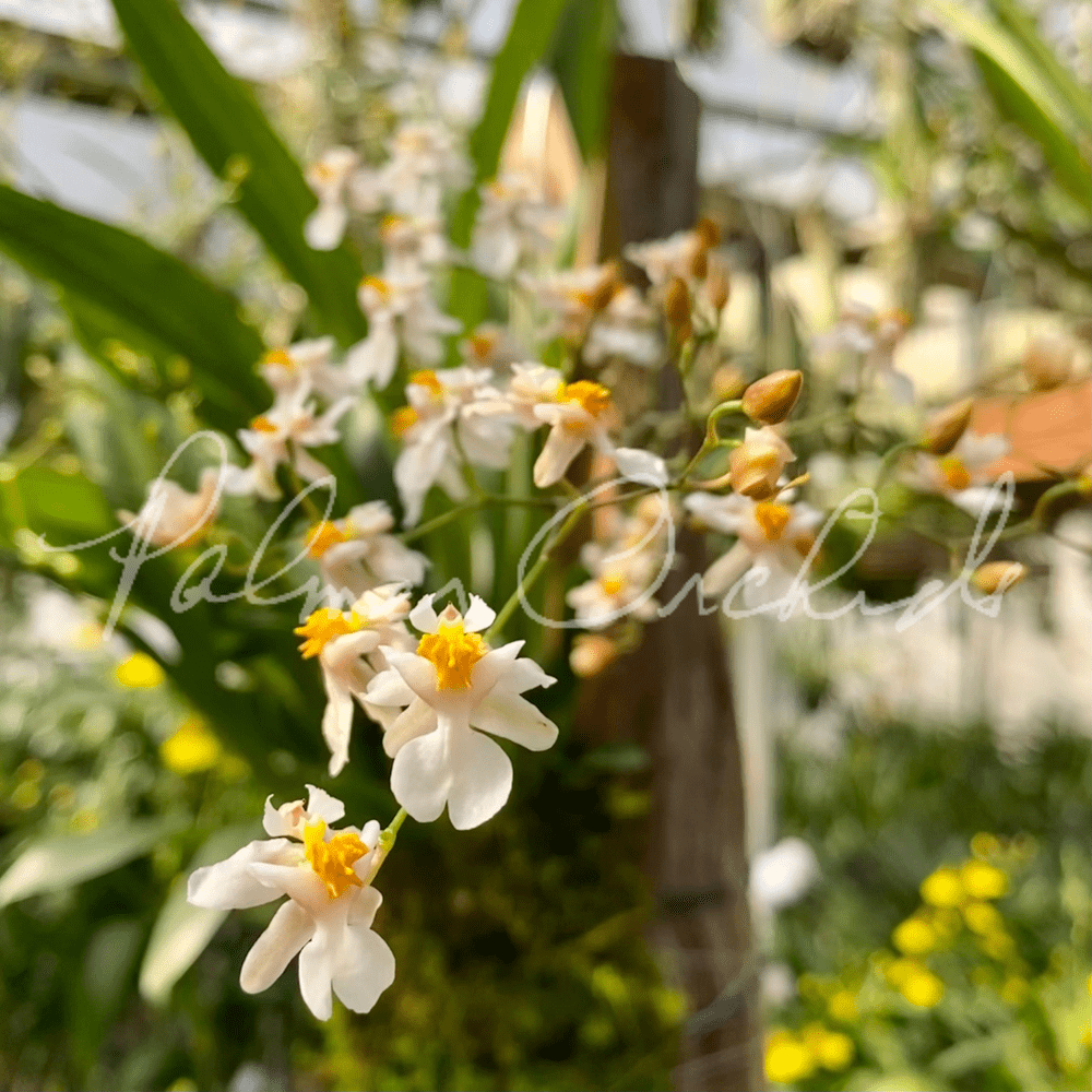 Oncidium Tsiku Marguerite — Palmer Orchids