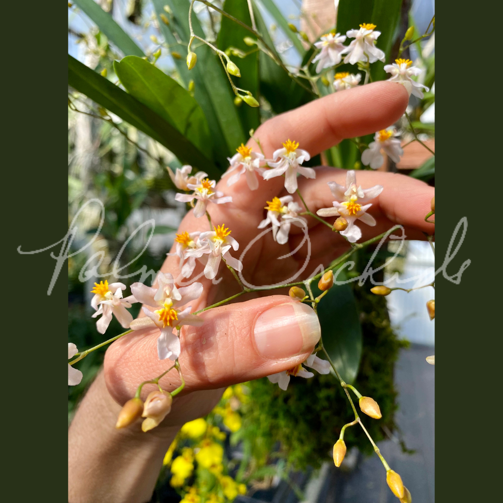 Oncidium Tsiku Marguerite — Palmer Orchids