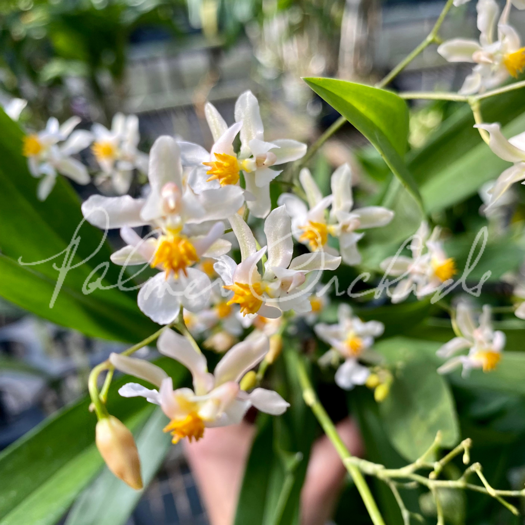 8DA53E9A-EC8C-49A9-AE72-4B2FC90E88D4