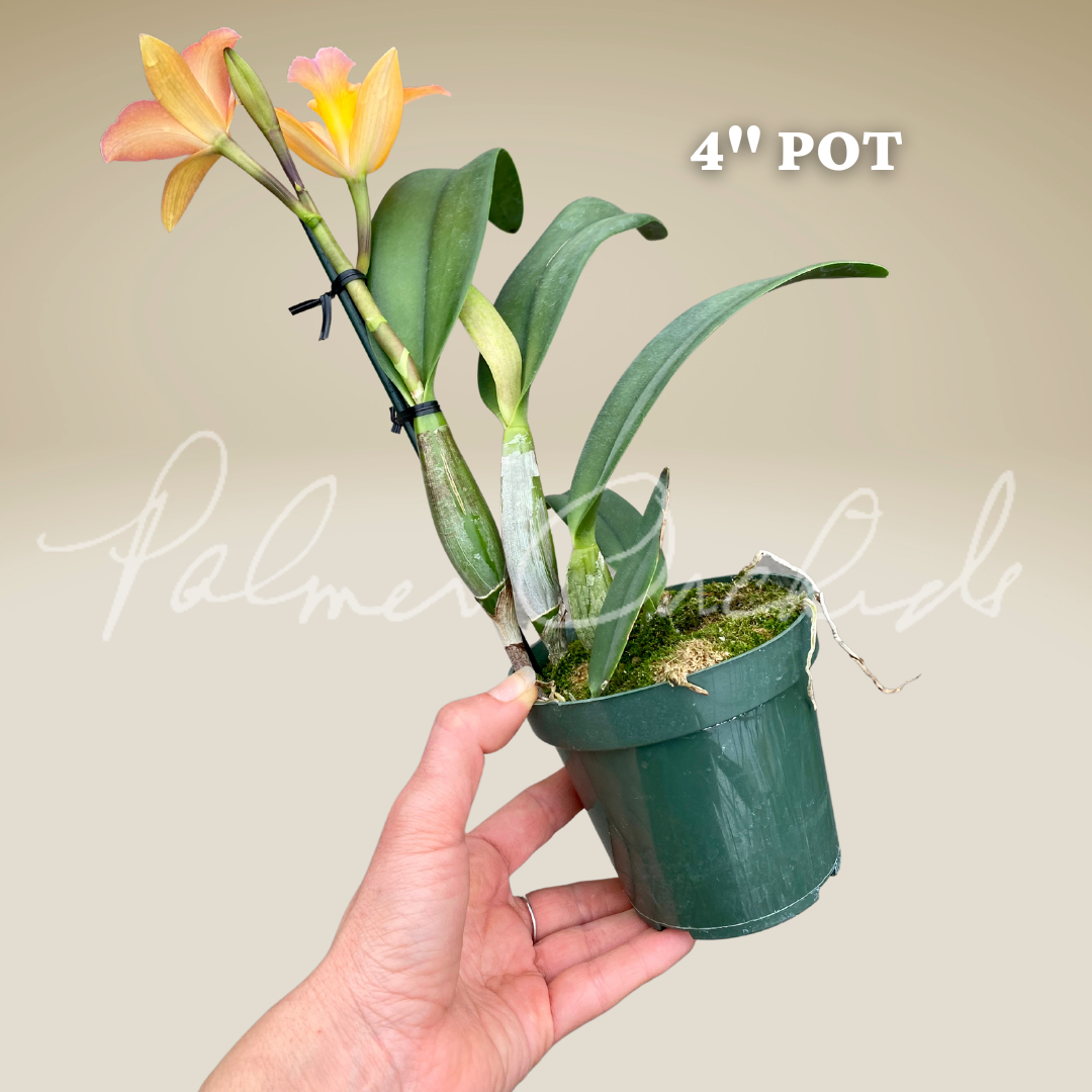 Rth. Hawaii Island Treat #14 Palmer Orchids